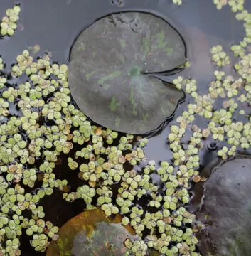 Đội ngũ chuyên nghiệp